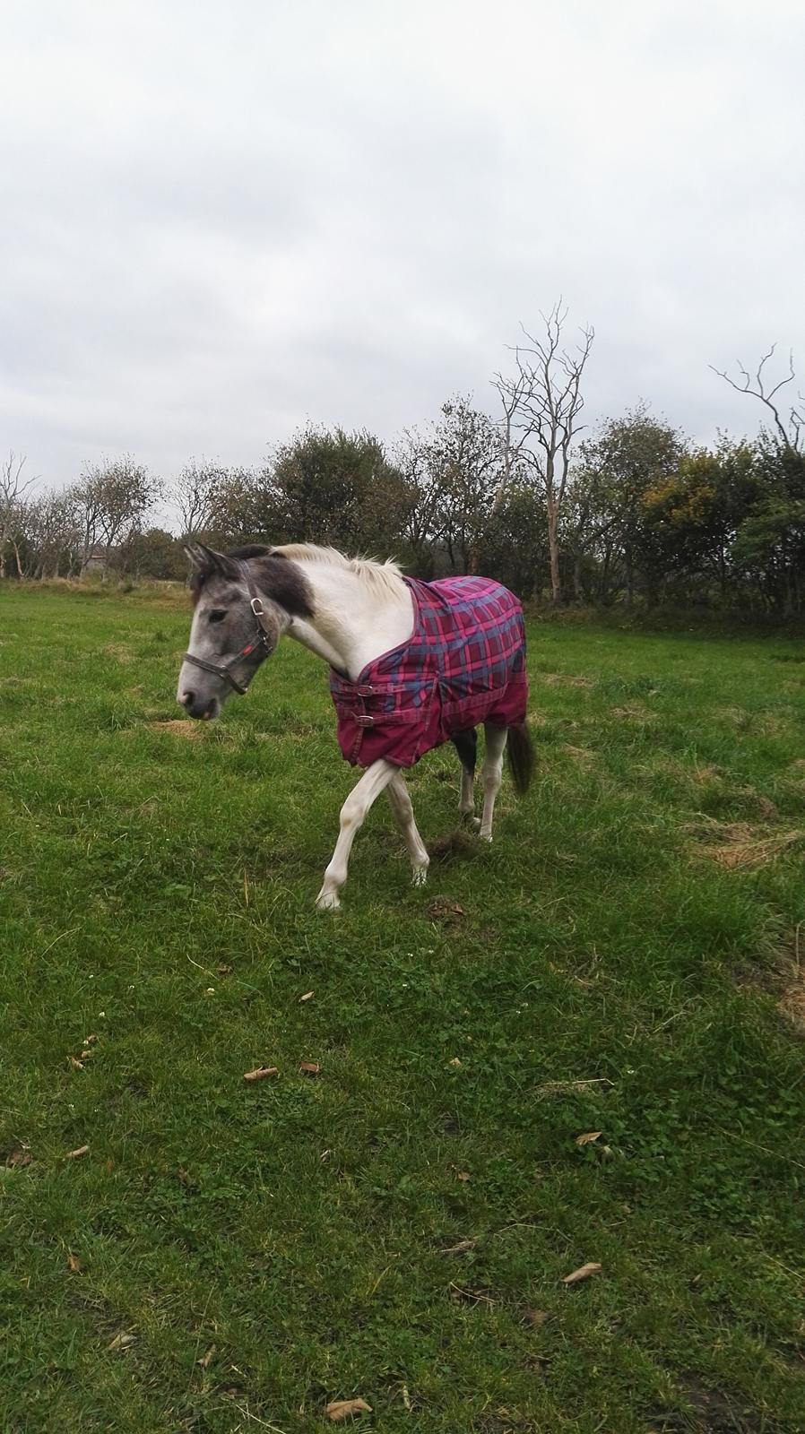 Anden særlig race Royal z´s i survived billede 13