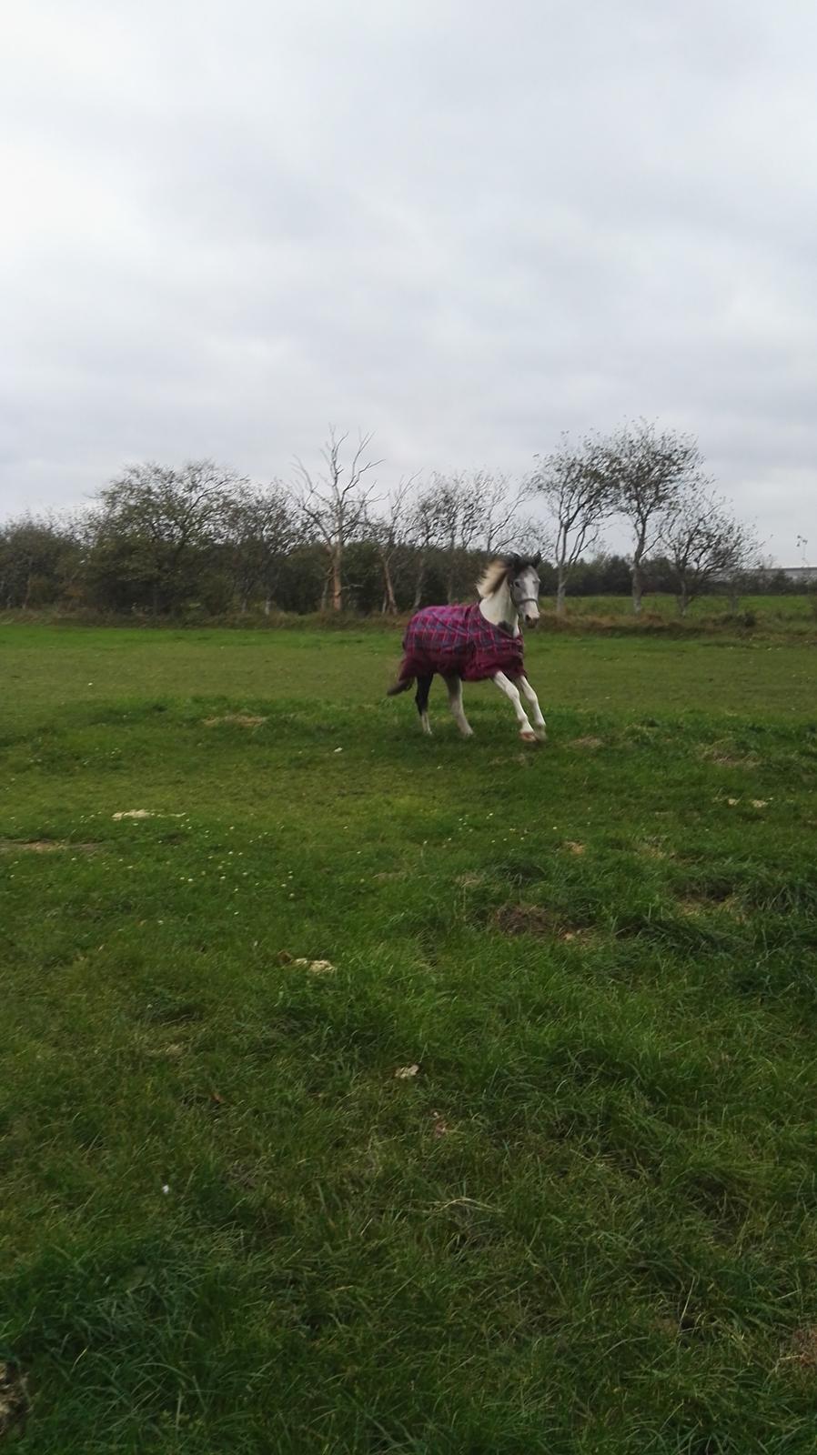 Anden særlig race Royal z´s i survived billede 11