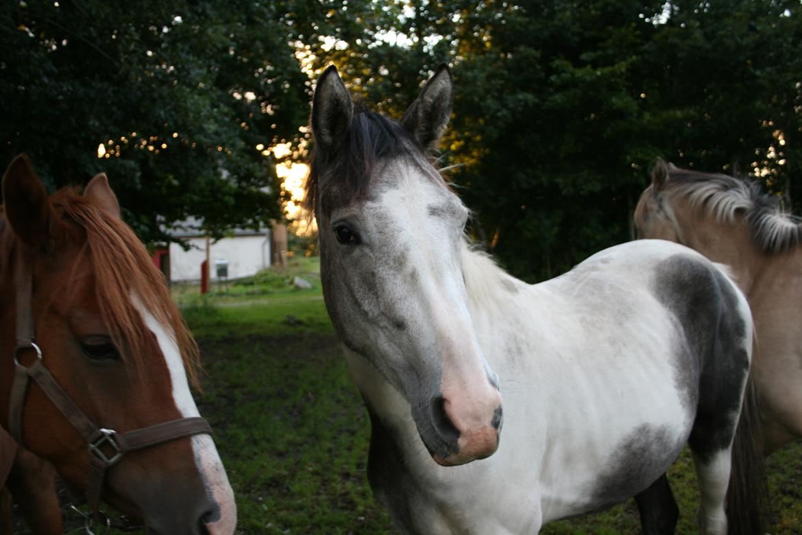 Anden særlig race Royal z´s i survived billede 14