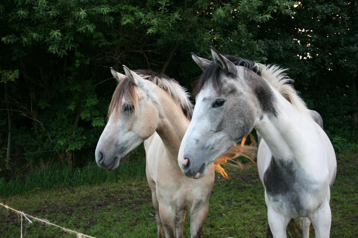 Anden særlig race Royal z´s i survived billede 16