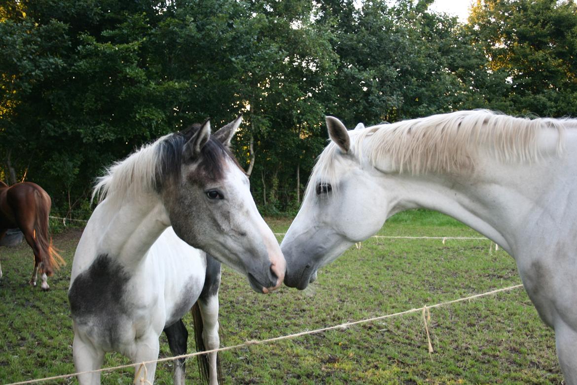 Anden særlig race Royal z´s i survived billede 15