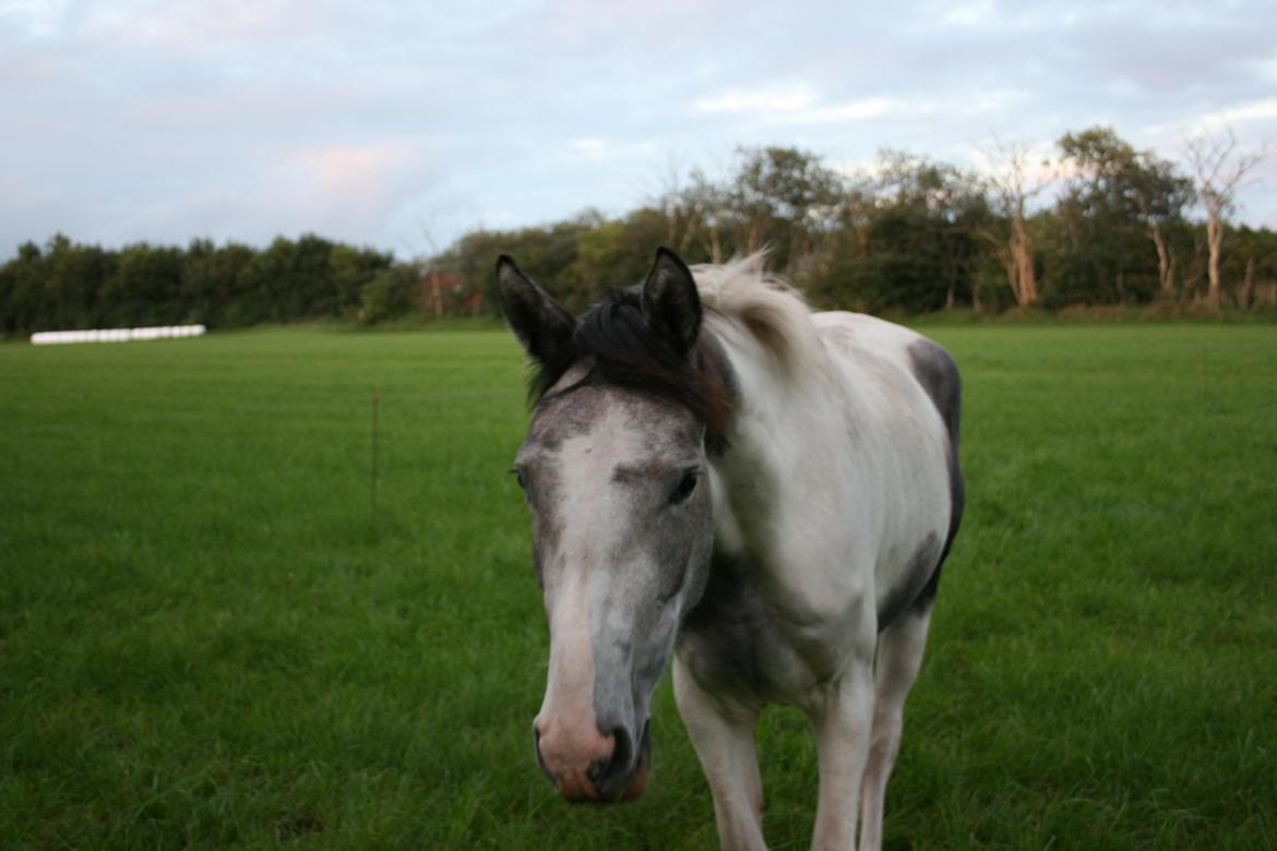 Anden særlig race Royal z´s i survived billede 17