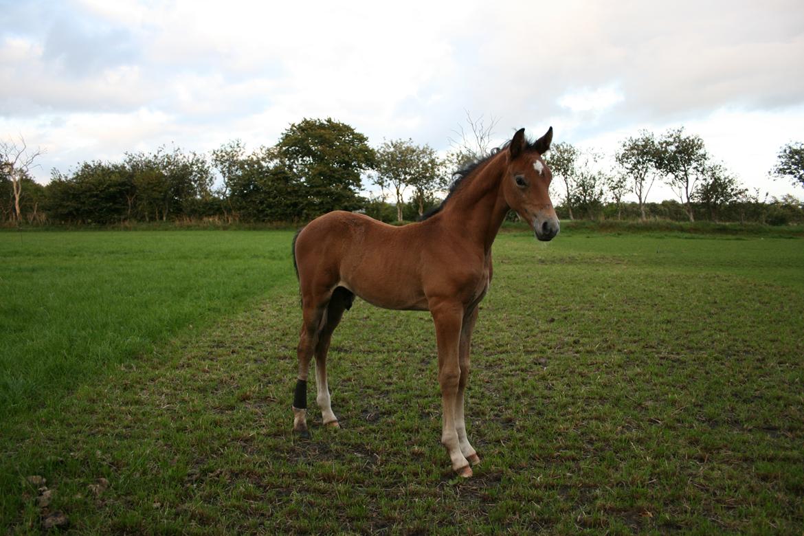 Dansk Varmblod Asbækhedes Flying Stardust R.I.P billede 17