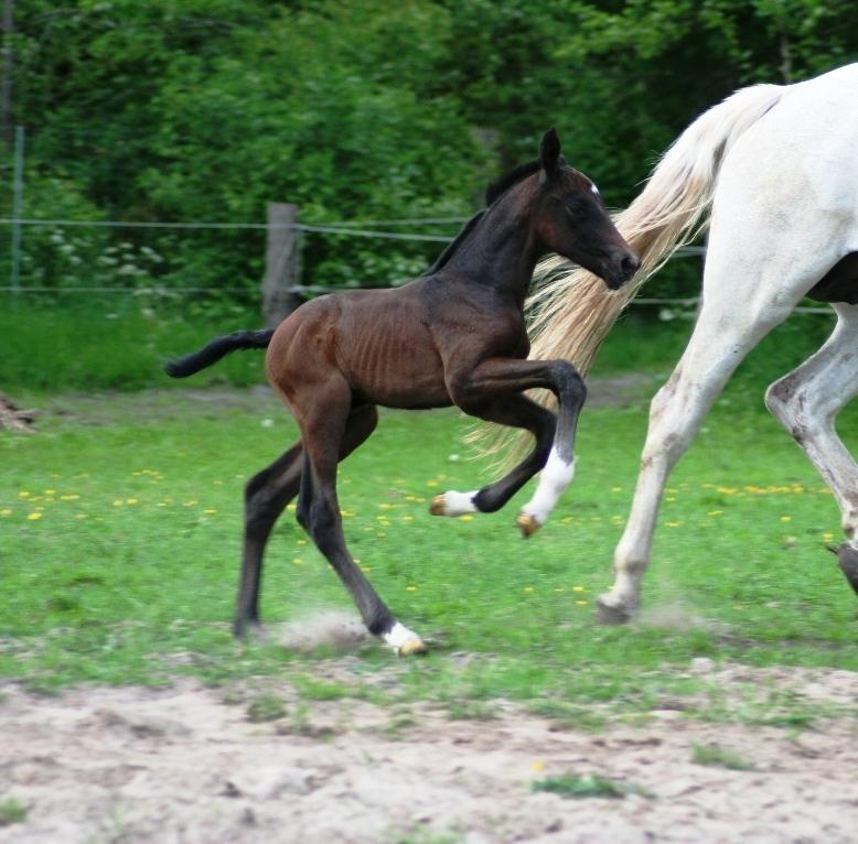 Holstener Bøggilds salander billede 3