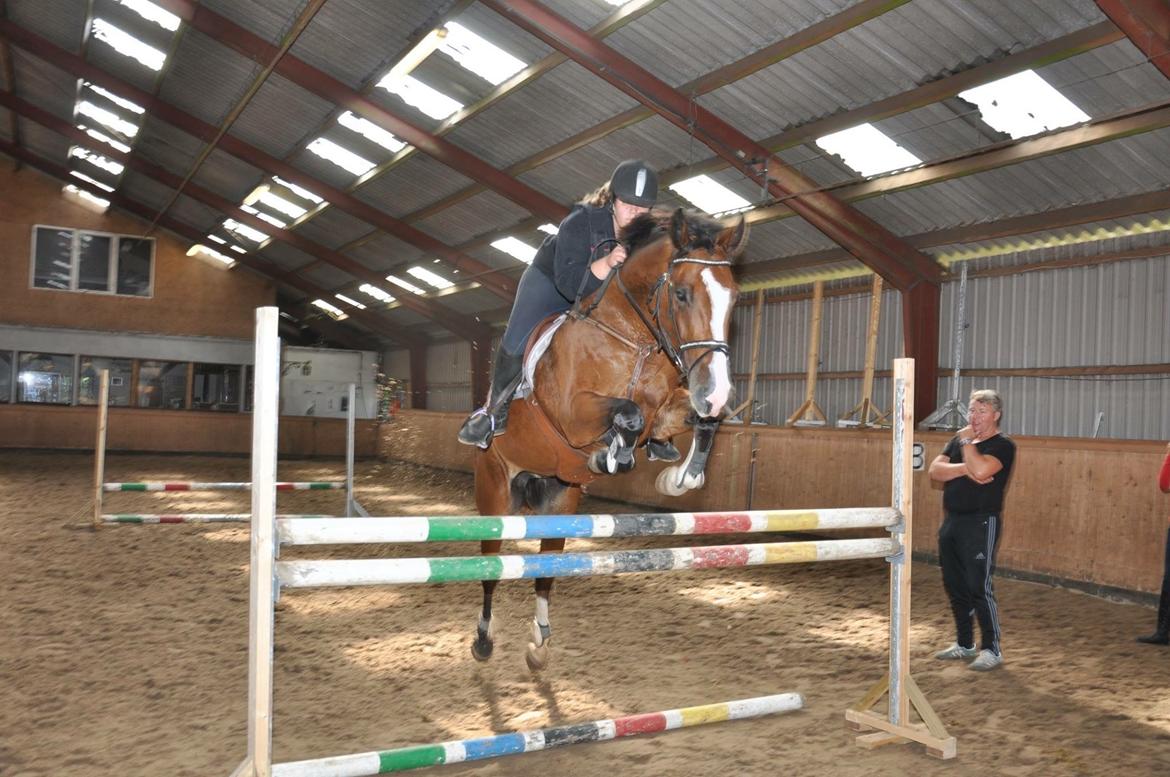 Dansk Varmblod Glavendruplunds compaja billede 6