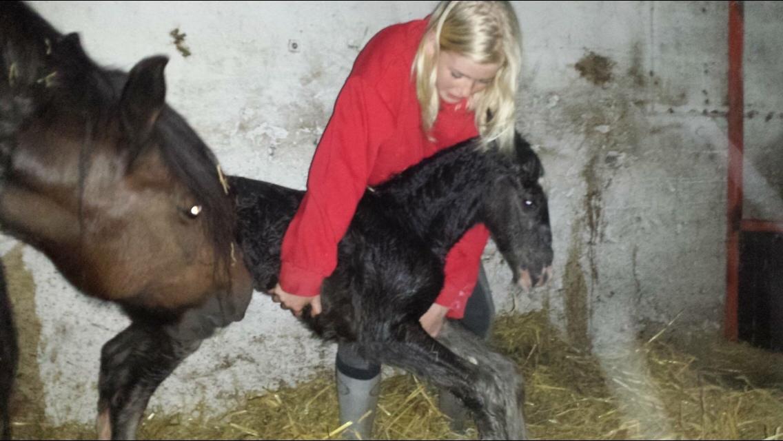 Irish Cob Claudemir's Kiki billede 1