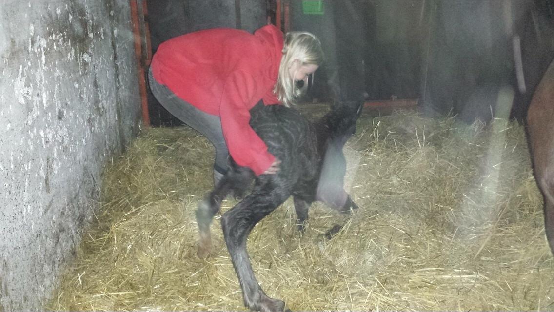 Irish Cob Claudemir's Kiki billede 3