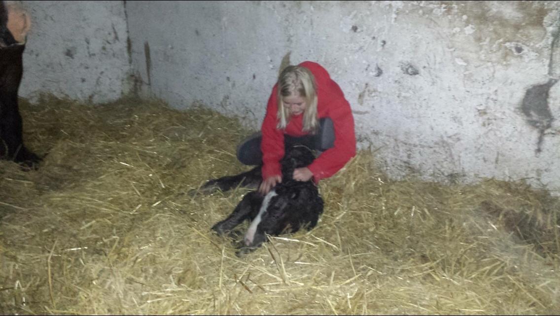 Irish Cob Claudemir's Kiki billede 5