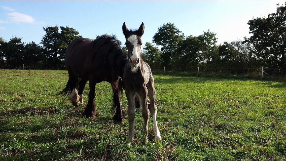 Irish Cob Claudemir's Kiki billede 6