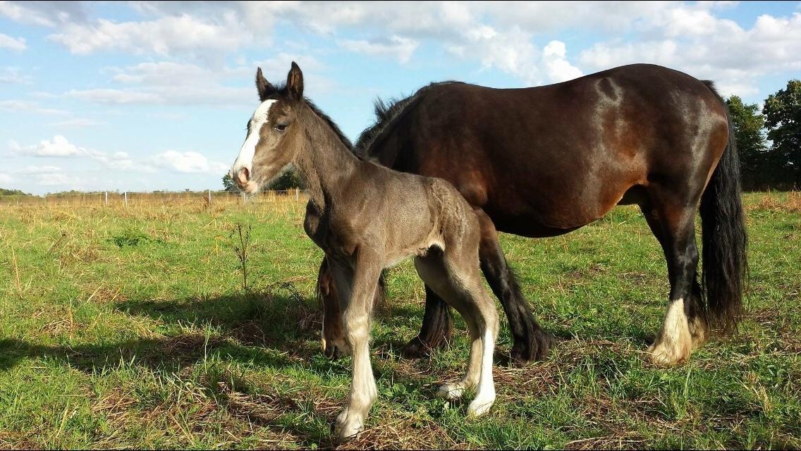 Irish Cob Claudemir's Kiki billede 9