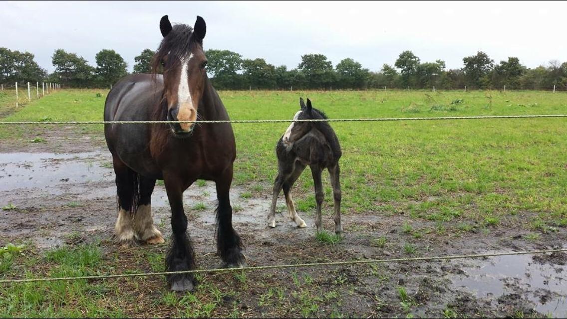 Irish Cob Claudemir's Kiki billede 10