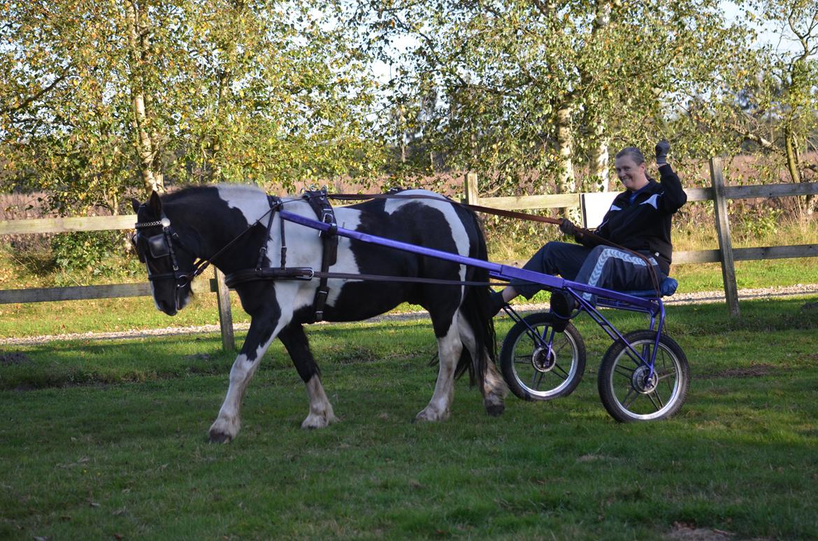 Irish Cob Crossbreed Blue Cheval Inesto (Tidl ) Pony billede 19