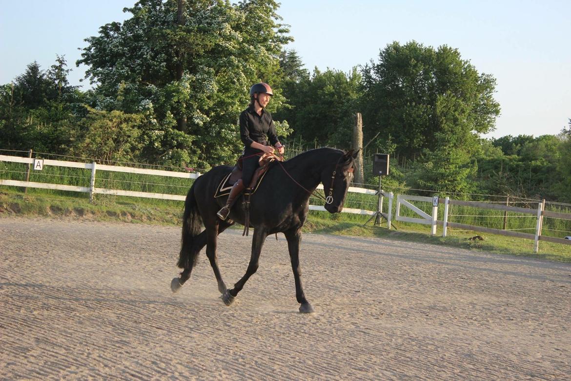 Lusitano A-Furia - Juni 2016 billede 24