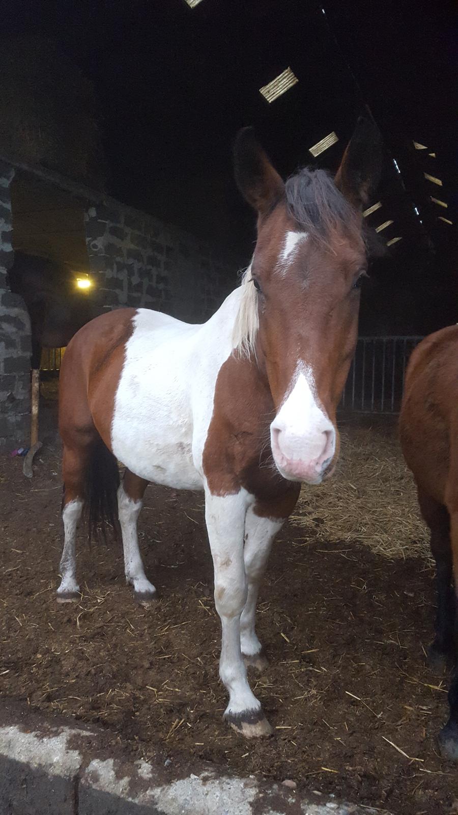 Pinto Jello af korup billede 8