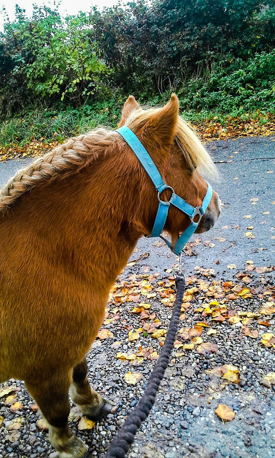 Shetlænder Gismo (død)  billede 11