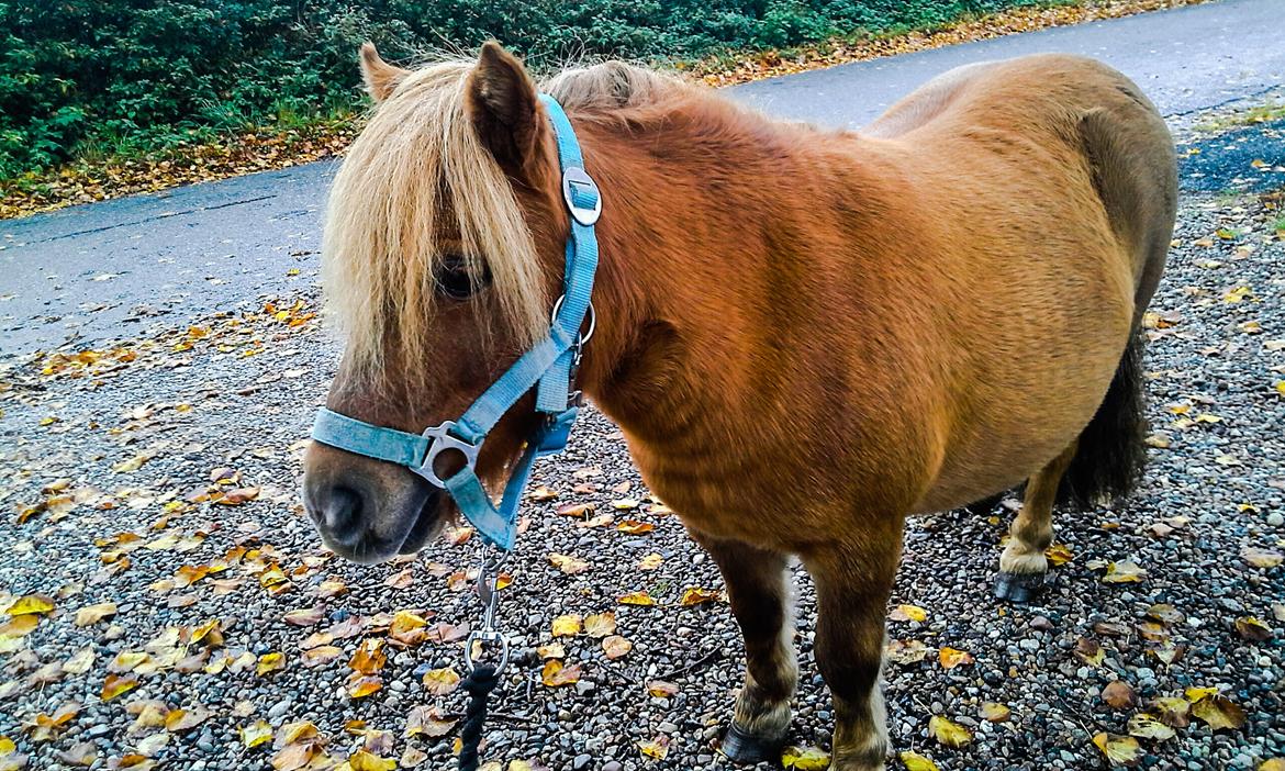 Shetlænder Gismo (død)  billede 12