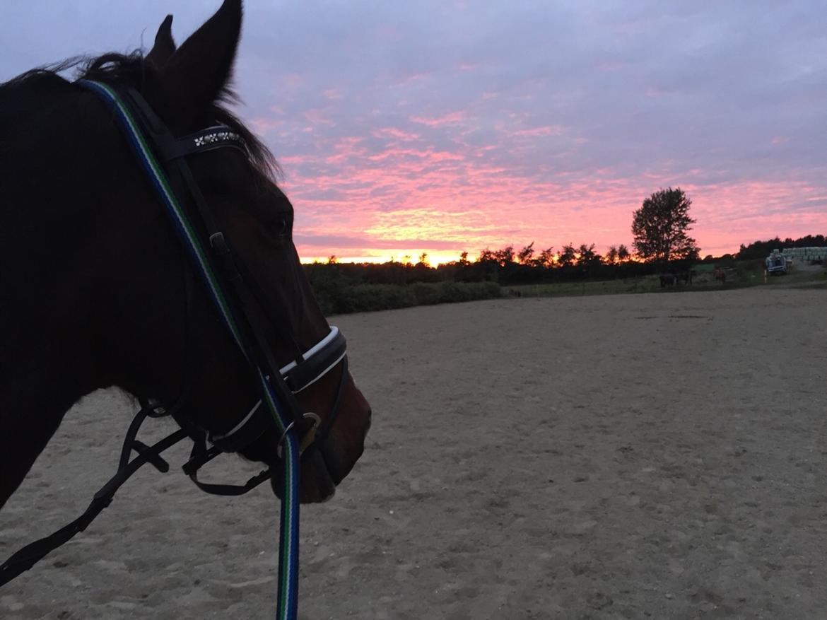 Hollandsk Varmblod Annika (himmelhest)  billede 5