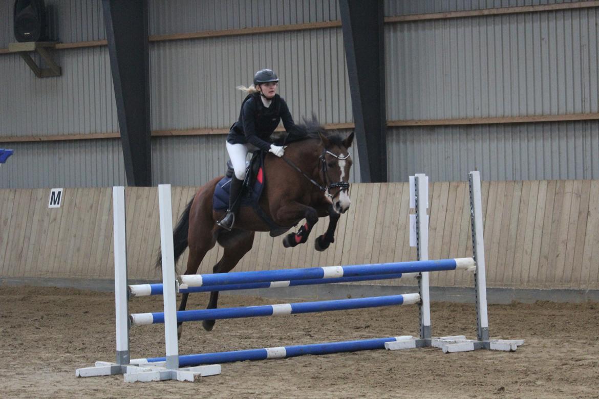 DSP Ronja  - ANE CUP LB1* oktober 2016 billede 8