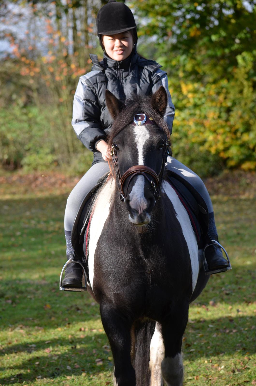 Irish Cob Crossbreed Blue Cheval Inesto (Tidl ) Pony - De er da søde sammen :) billede 1