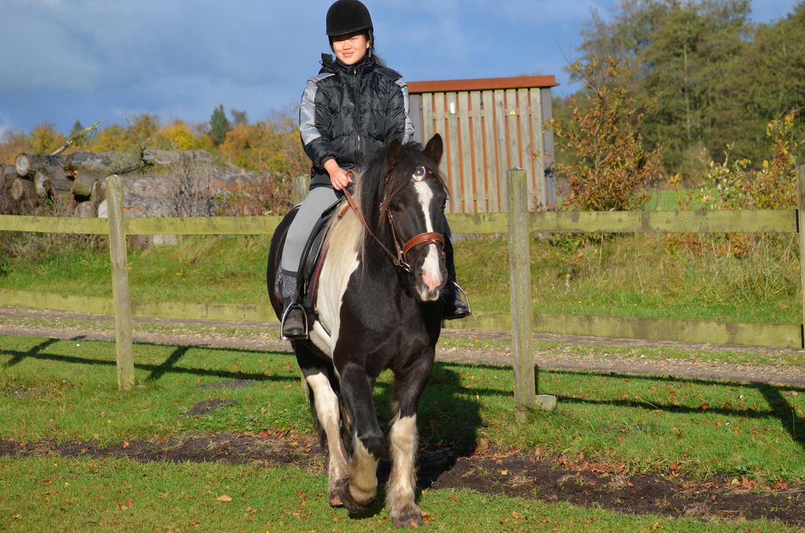 Irish Cob Crossbreed Blue Cheval Inesto (Tidl ) Pony billede 2