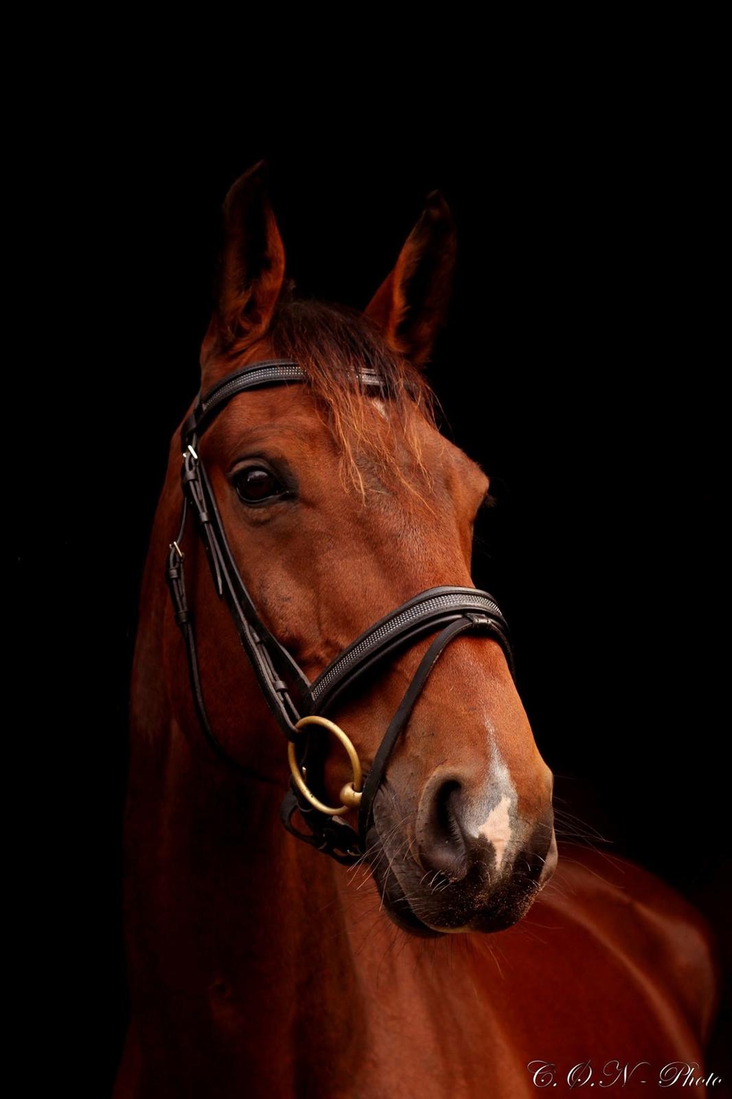 Dansk Varmblod Don Diego billede 1