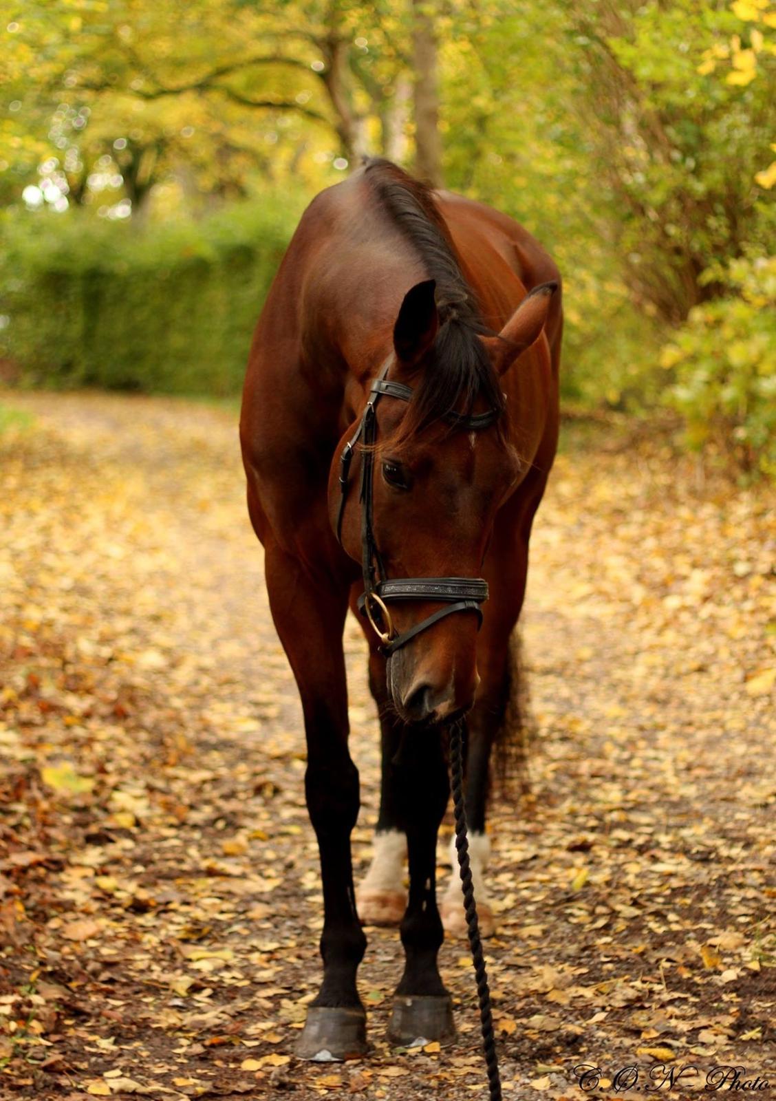 Dansk Varmblod Don Diego billede 2