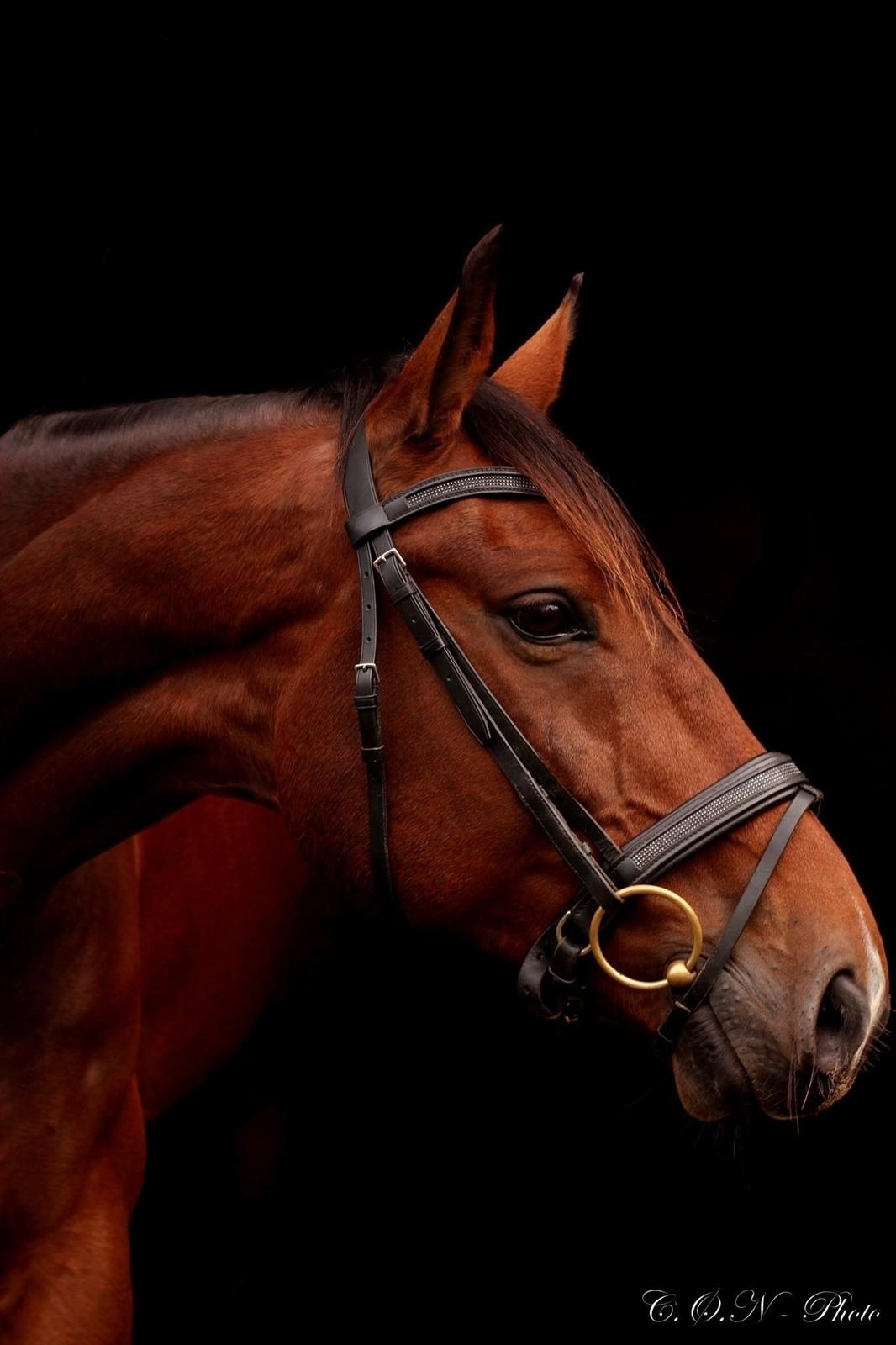 Dansk Varmblod Don Diego billede 3