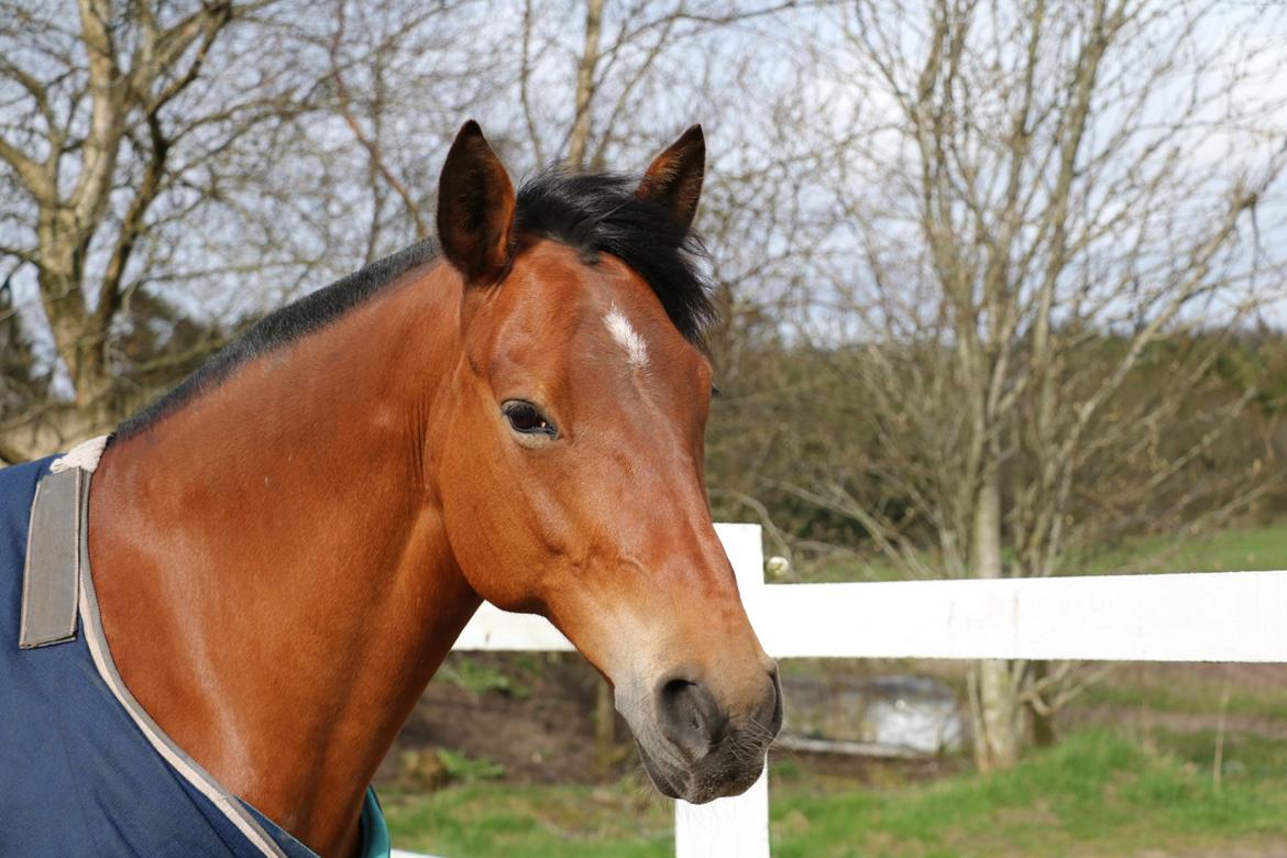 New Forest Marrondales Lovejoy billede 2