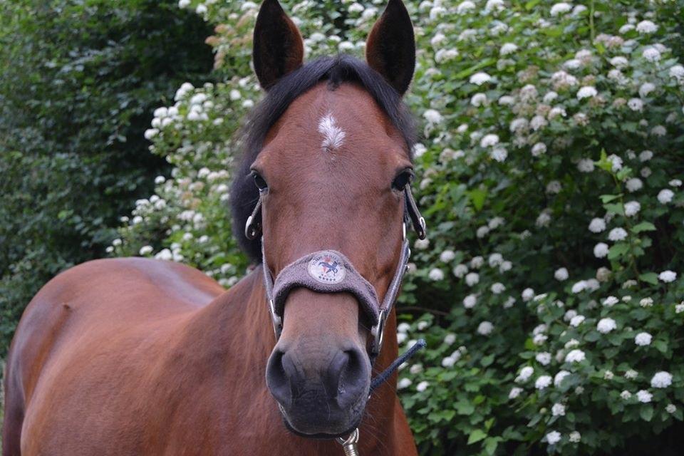 New Forest Marrondales Lovejoy billede 3