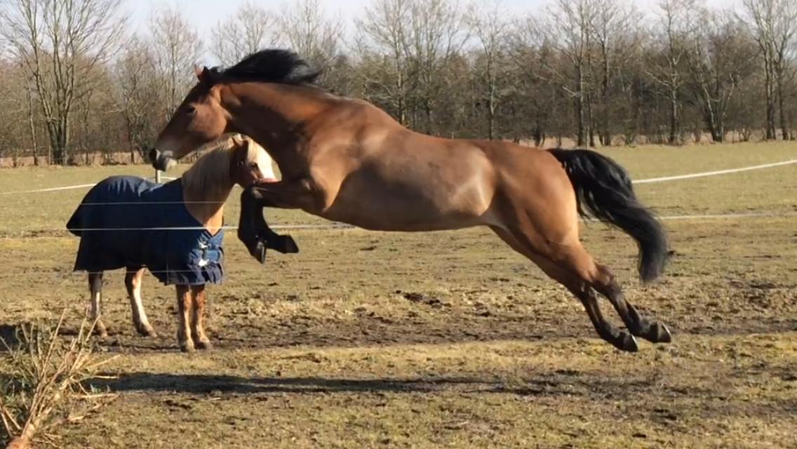 New Forest Marrondales Lovejoy billede 5