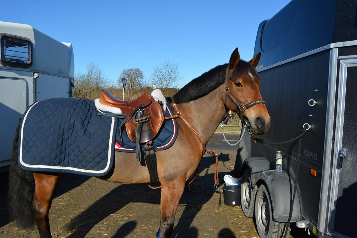 New Forest Marrondales Lovejoy billede 1