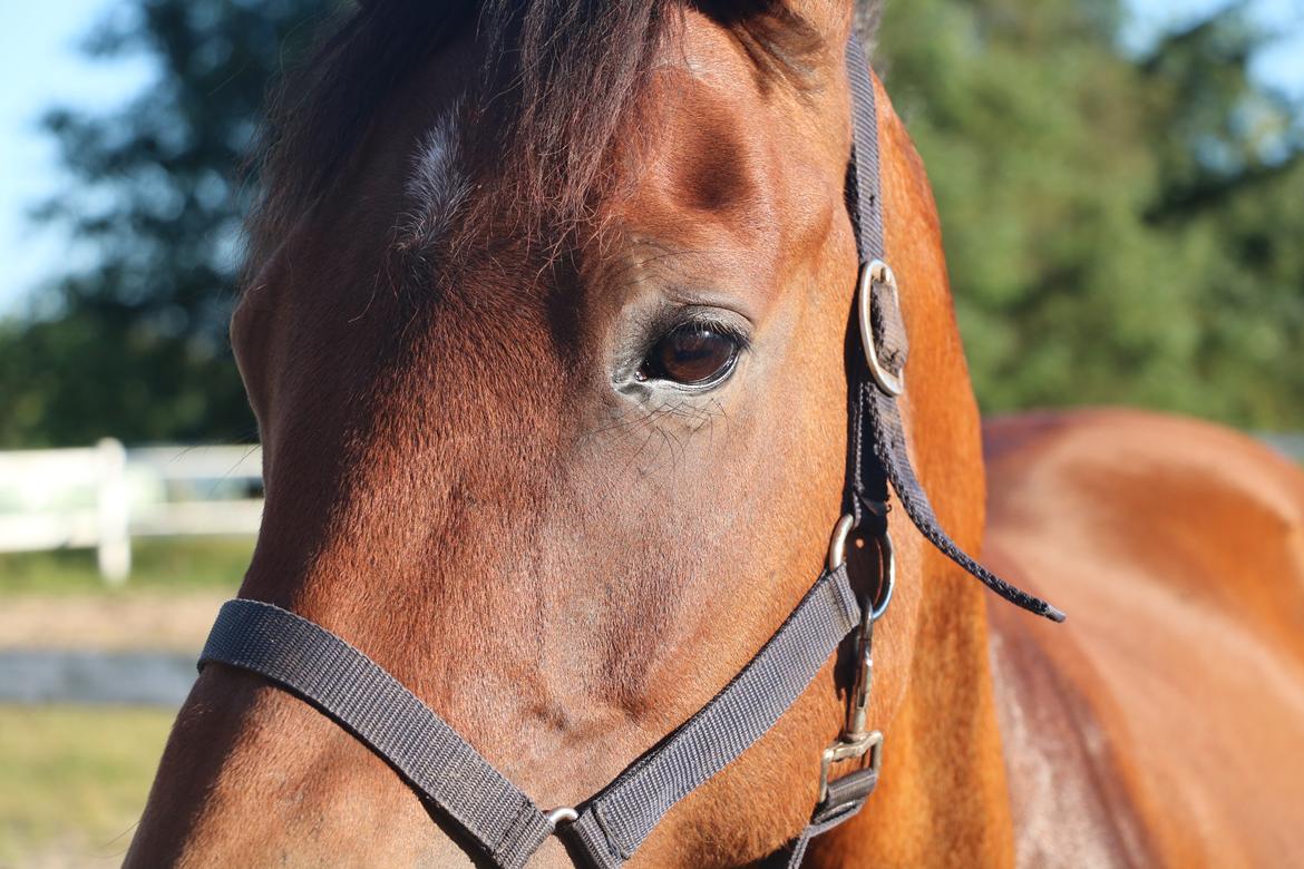 New Forest Marrondales Lovejoy billede 6