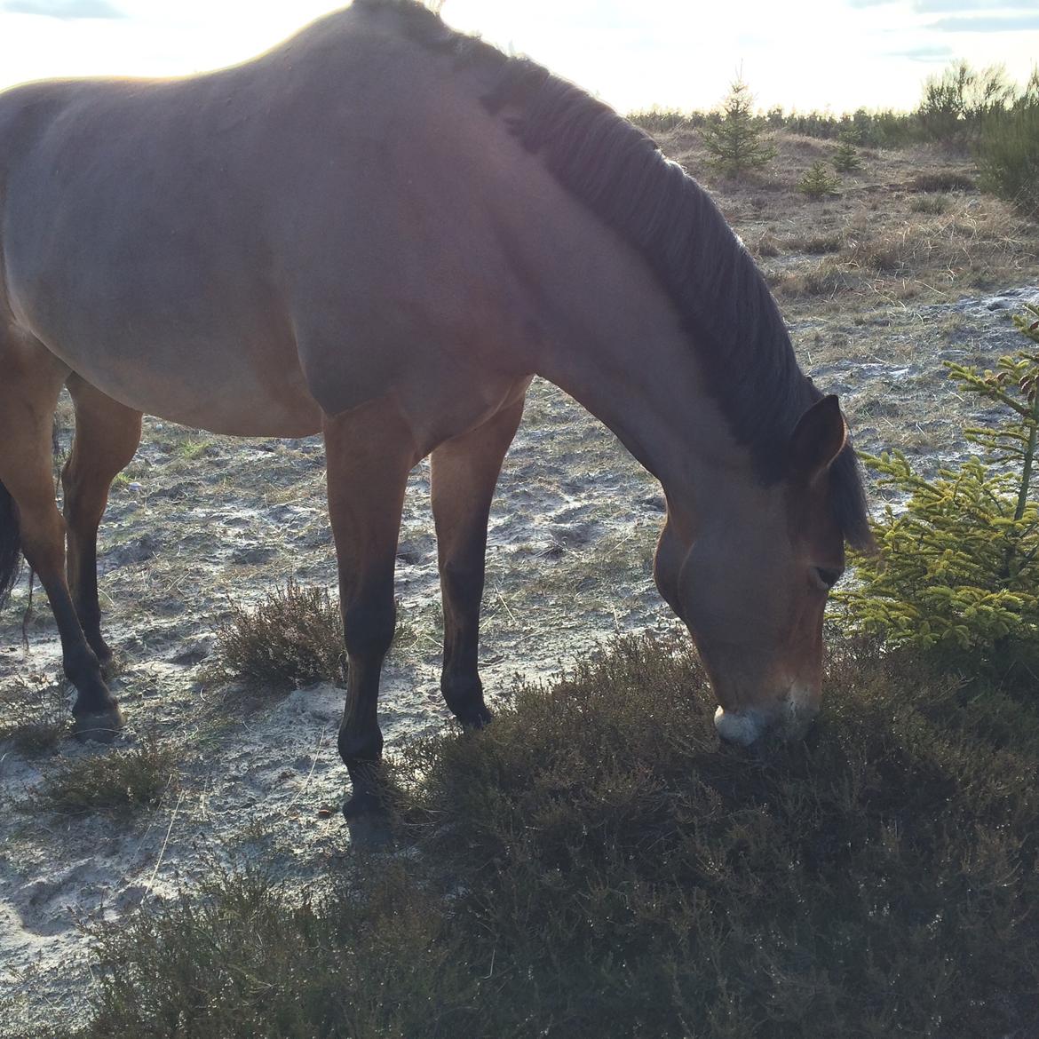 New Forest Marrondales Lovejoy billede 7