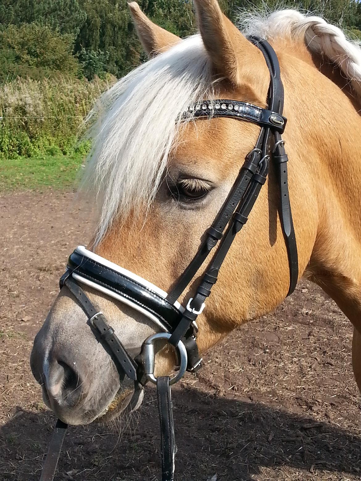 Tyroler Haflinger Walando  billede 35