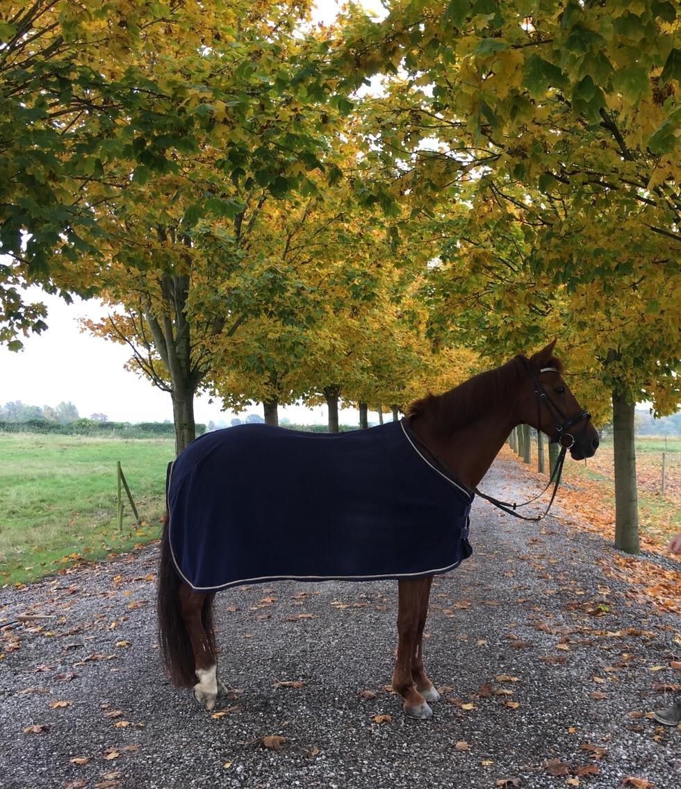 DSP Hot Chili [My soulmate] billede 17