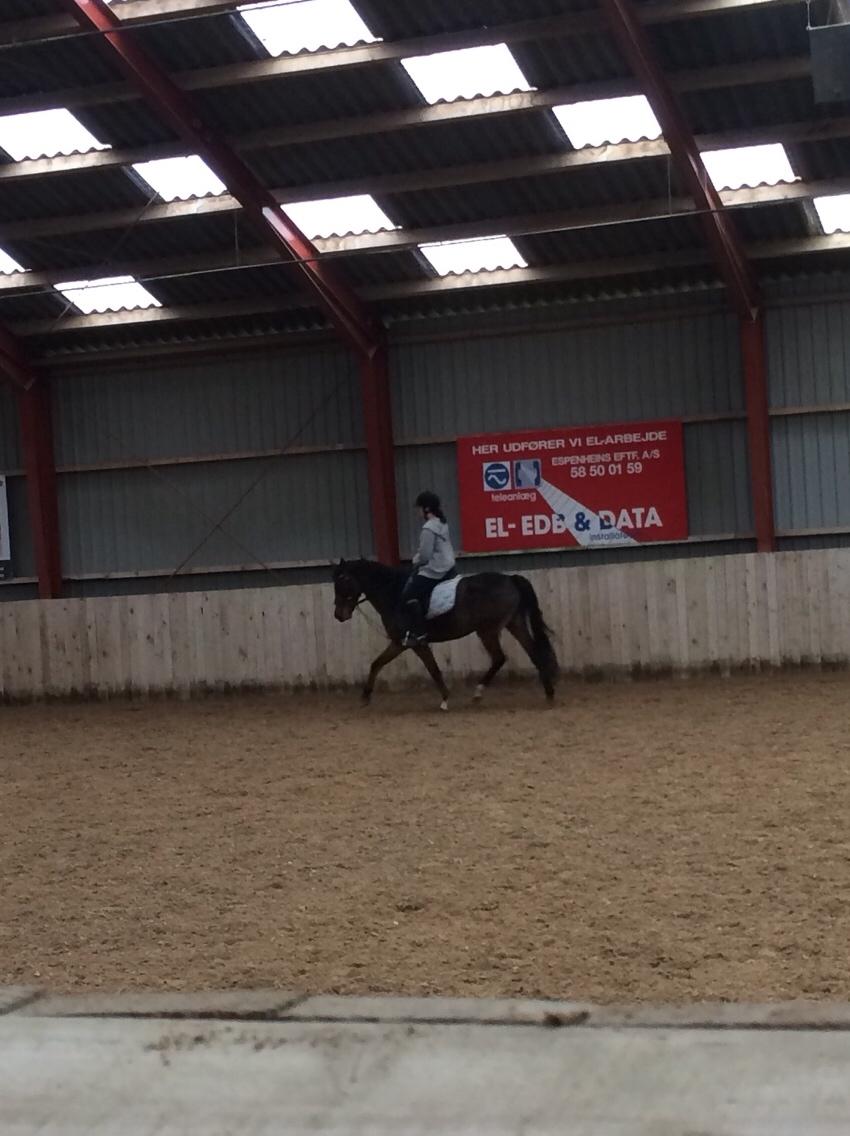 Anden særlig race Sabrina billede 19