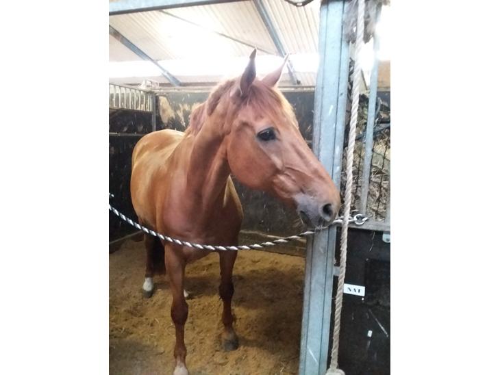 {{currentPhoto.altText}} billede {{currentPhoto.number}}