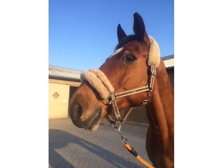 {{currentPhoto.altText}} billede {{currentPhoto.number}}