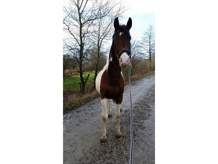 {{currentPhoto.altText}} billede {{currentPhoto.number}}