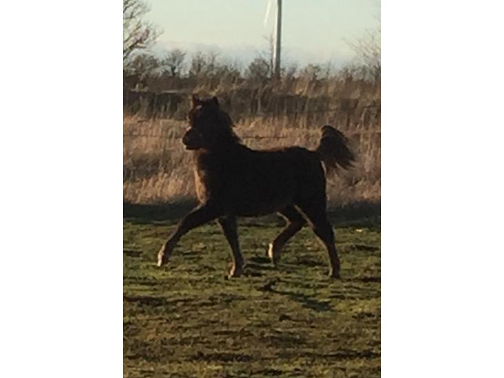 {{currentPhoto.altText}} billede {{currentPhoto.number}}