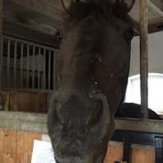 Anden særlig race Stuntman (MIN PART) <3