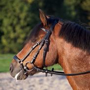 New Forest Mankehøjs Kaval