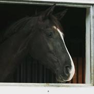 Dansk Varmblod Grønnessegaards Duchesse Noir