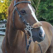 Anden særlig race || IWAN (Four Socks)