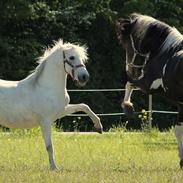 Pinto La Tinka Primavera