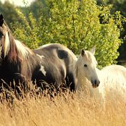Pinto La Tinka Primavera