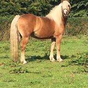 Haflinger Nicoline