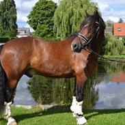 Welsh Cob (sec D) Valhallas Zorba