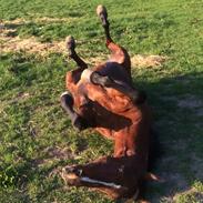 Arabisk fuldblod (OX) Ibn Sapa