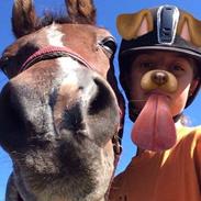 Arabisk fuldblod (OX) Ibn Sapa